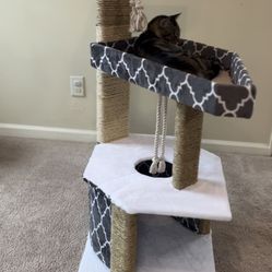 Cat Bed 