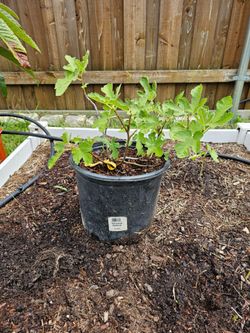 Fig tree Plant - Celeste