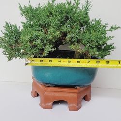 Bonsai Plants 