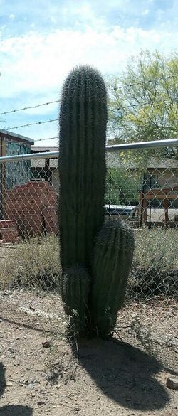 Triple saguaro