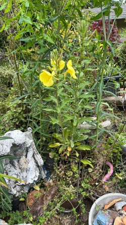 Large flower primrose