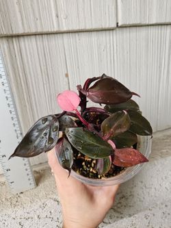 Philodendron Pink Princess Plant