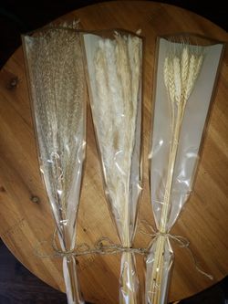 Pampa Grass