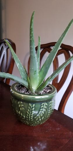 Aloe vera Healthy and best air purifying house plant in the new pot