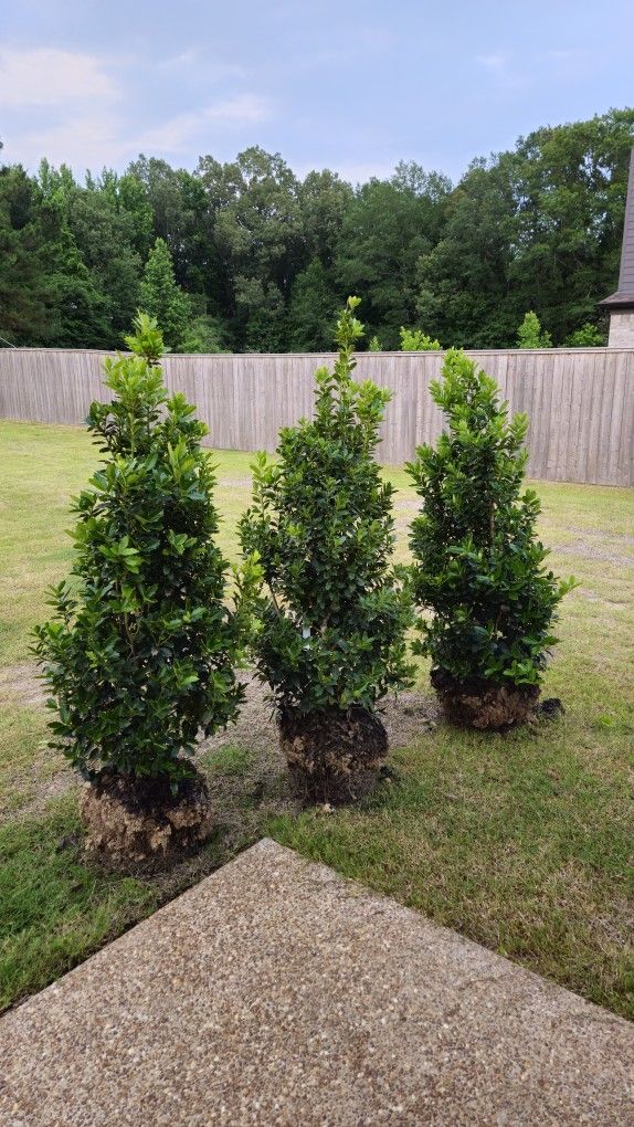American Holly