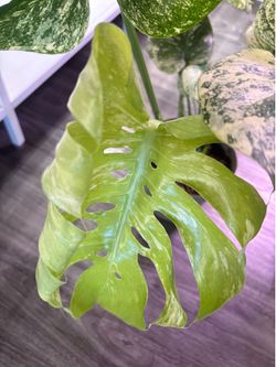 Big Monstera Mint