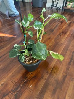 Mature White Princess Philodendron