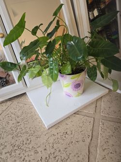 Philodendron Burke