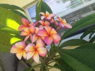 Plumeria (frangipani) several varieties