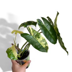 C) Variegated Philodendron Burle marx
