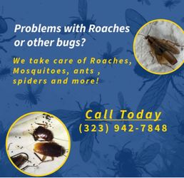 Ants , cockroaches , spiders and other bugs