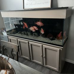 180 Gallon Fish Tank Everything’s Included  NOT SEPARATING ANYTHING DONT ASK