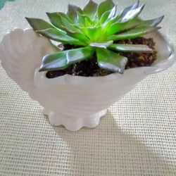 Nautical / Coastal Shell Planter & Live Plant 