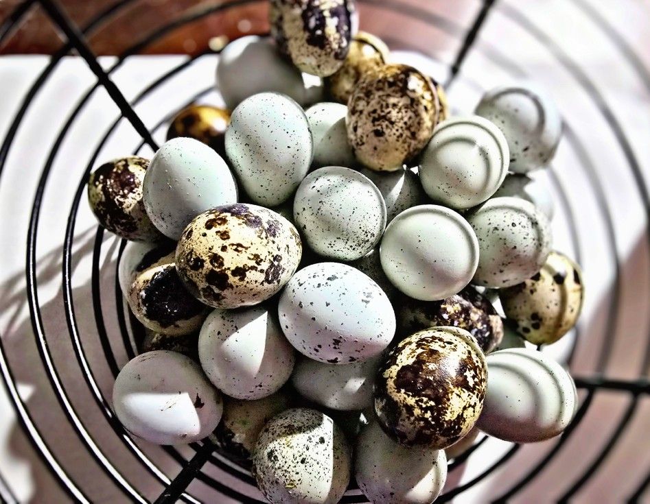 Mix Of Jumbo And Celadon Eggs.