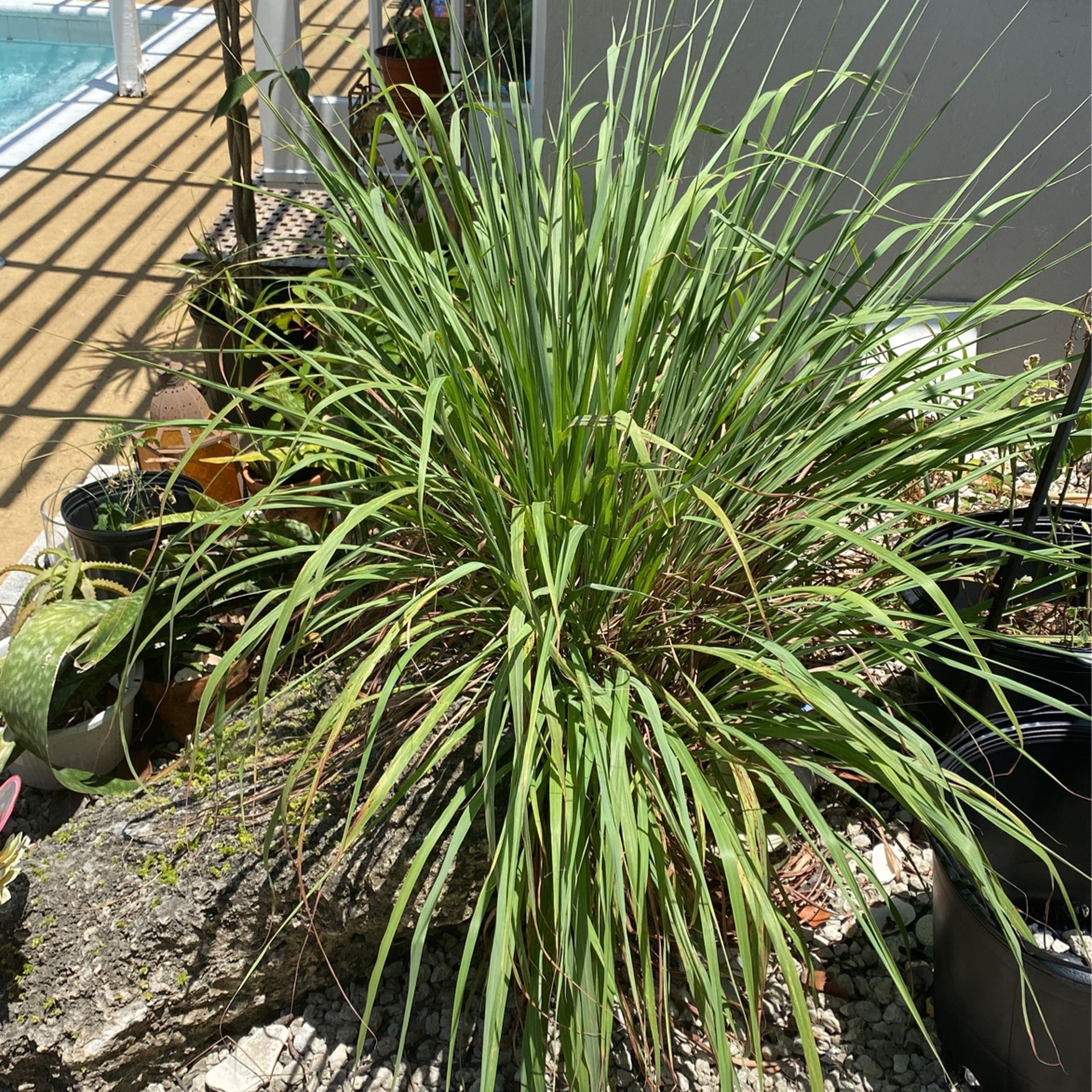 Lemongrass Plant 