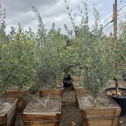 Wilsonii Olive Multi Trunk Trees