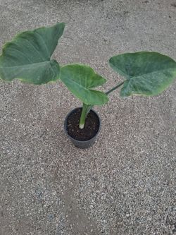 Elephant ear plant water bog marginal