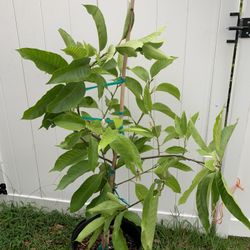 White Magnlia Champaca (michelia Alba) Tree With Flower (5 Ft Tall)
