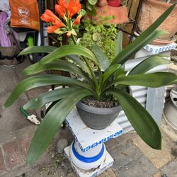 Many Different Plants For Sale Size From $5 To $30.00 Each