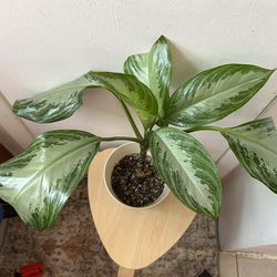 Agloanema silver bay