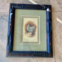 Framed Print Of Golden Laced Wyandotte And Barred Plymouth Roc Hens