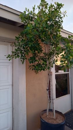 Ficus tree