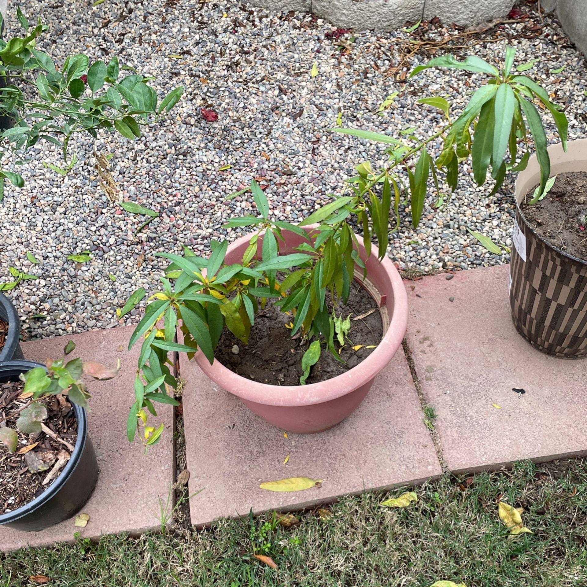 Peach Tree