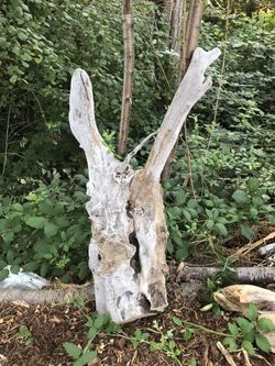 D Darko Natural Skull Shape Driftwood Art