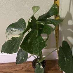 See description***Big plant/super variegated Monstera Thai Constellations, exact plant, 95820