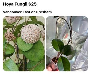 Hoya Fungii