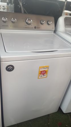 Bonita Labadora con garantía