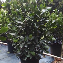 SALE! CLUSIA PLANT IN 15 GALLONS ABOUT 5' FEET TALL  FOR ONLY $40 OPEN TODAY