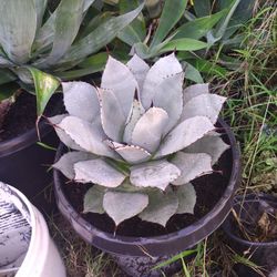 Blue Agave Plant
