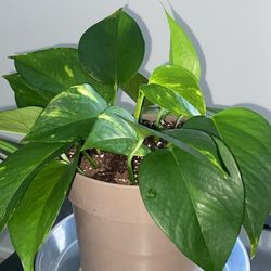$20 Cash Only Well Drained Potted Pothos Plant Fast Growing Easy Propagating 