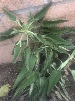 Planta Medicinal