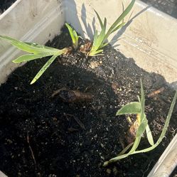 5 Iris Starter Bulbs