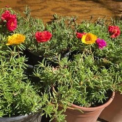 Plants For Sale 