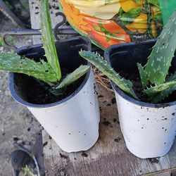 Aloe Vera Plants 