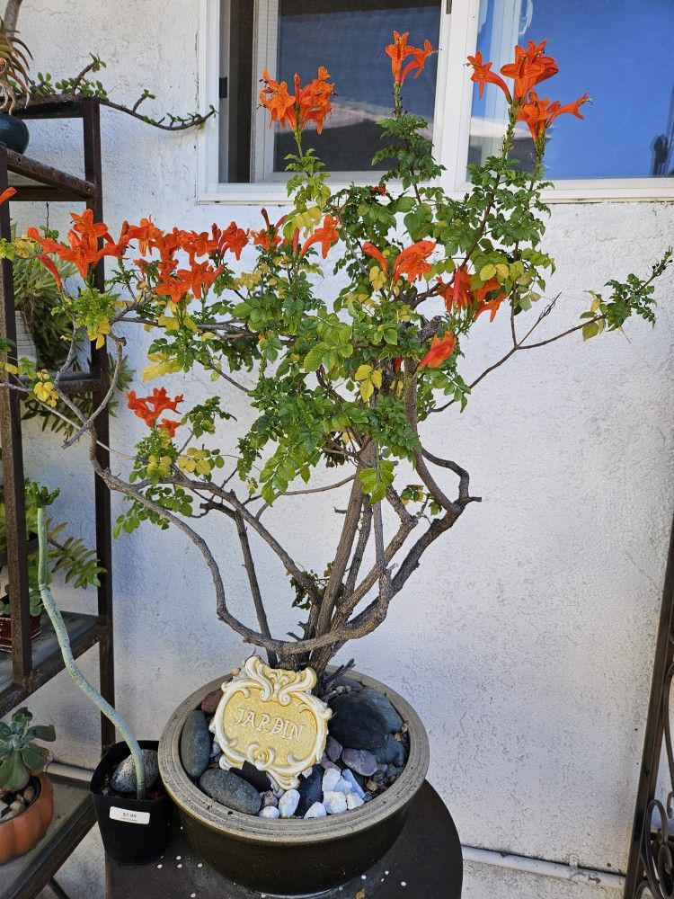 Two Bonsai Tree With Beautiful Dark Orange Flowers In Heavy Solid Pots $65 EACH POT