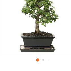 Bonsai Jade Plant Or Jade Plant In White Pot