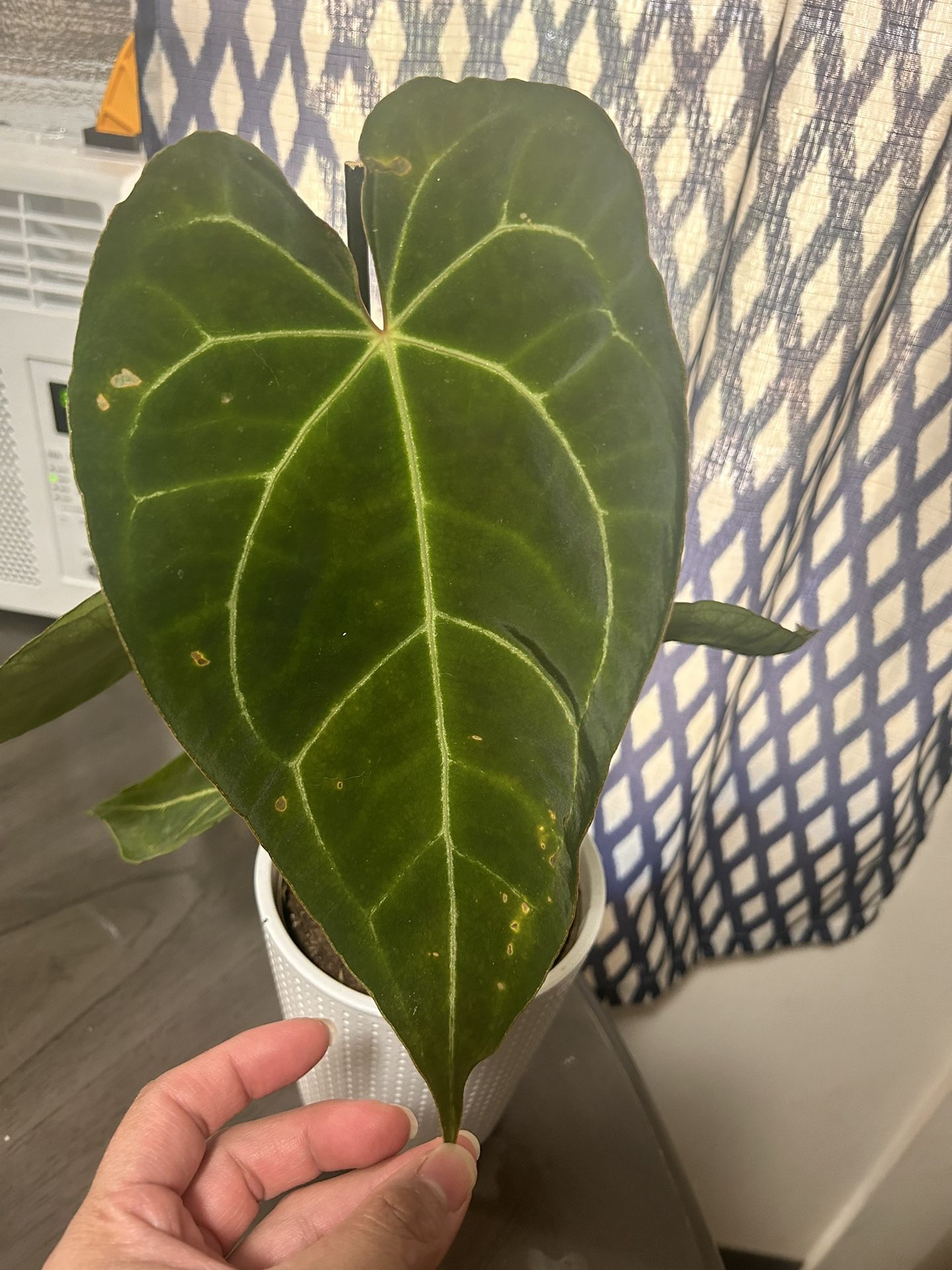 Anthurium Magnificum X Clarinervium 
