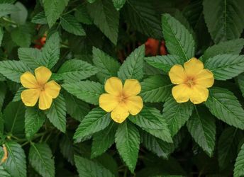 💛  Turnera Yellow Buttercup Plant 17" Tall ~ Pollinator Attractor~ 2 Ft Tall