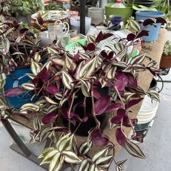Una Planta Suculenta 