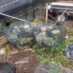 4 Shrimp Pots Line Bouys And Weight Ready To Go