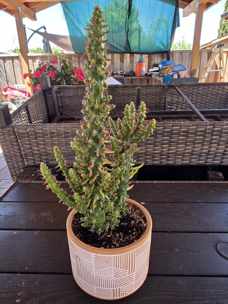 Pink Eves Pin Needle Cactus in Clay Pot
