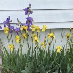 Outdoor Flowers - FLAG IRISES