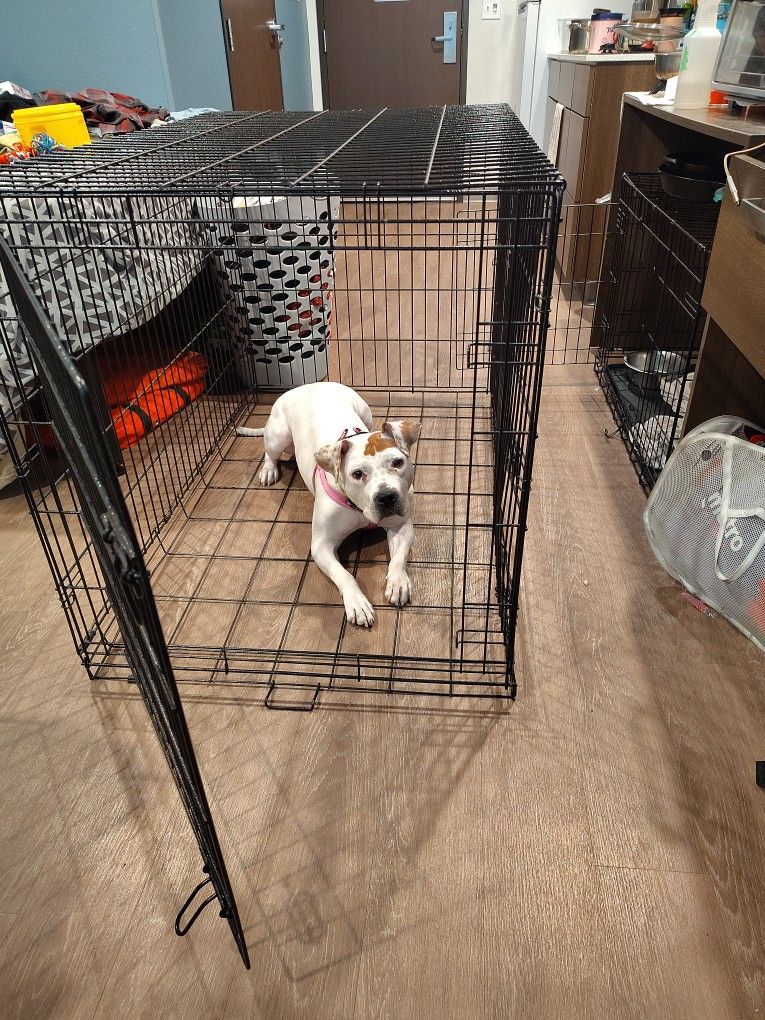 BIG DOG Crate
