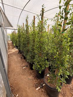 Indian Laurel ficus 15 gallons