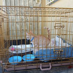 No Cat Only CAGE Or For Dogs Or Puppies 