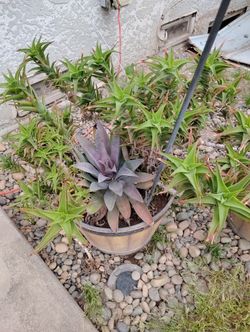 Climbing Aloe Cilarias